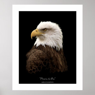Poster de l'aigle à tête blanche