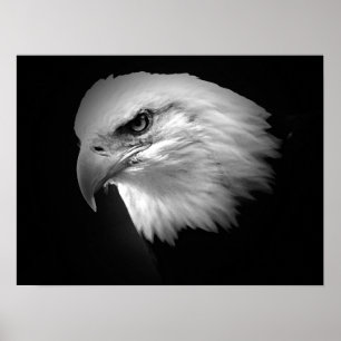 Poster de l'aigle à tête blanche BW American Impri