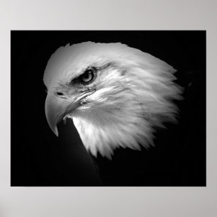 Poster de l'aigle à tête blanche BW American Impri