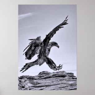 Poster de l'aigle à tête blanche pour enfants