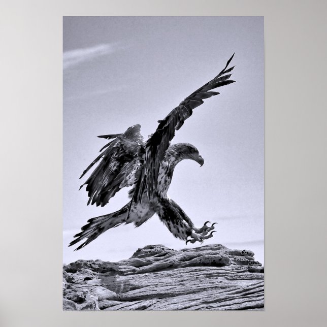 Poster de l'aigle à tête blanche pour enfants (Devant)