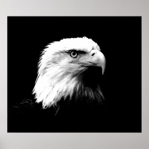 Poster de l'aigle américain Bald Eagle Imprimer
