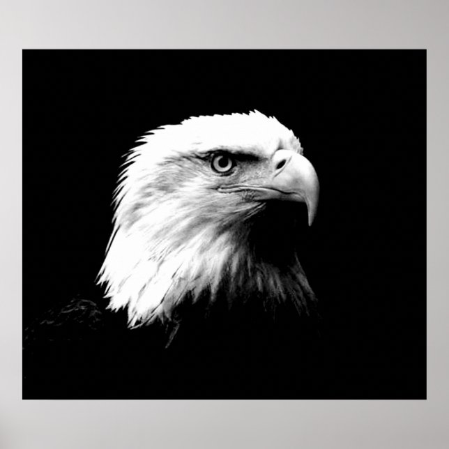 Poster de l'aigle américain Bald Eagle Imprimer (Devant)