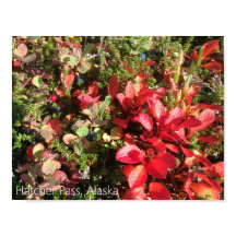 Poster de l'Alaska Berry