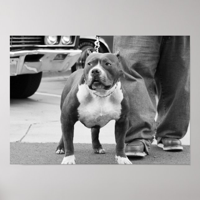 Poster de l'American Staffordshire Terrier (Devant)