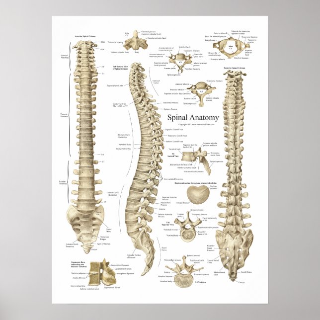 Poster de l'anatomie de la colonne vertébrale huma (Devant)