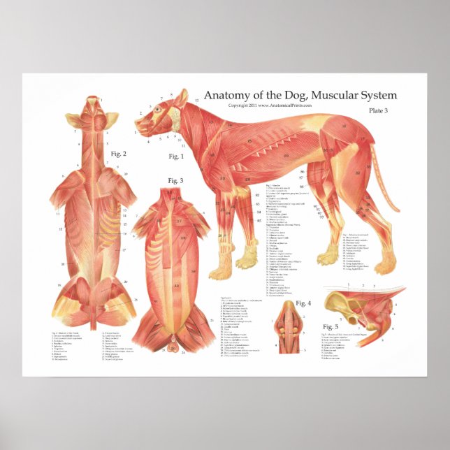 Poster de l'anatomie musculaire du chien (Devant)