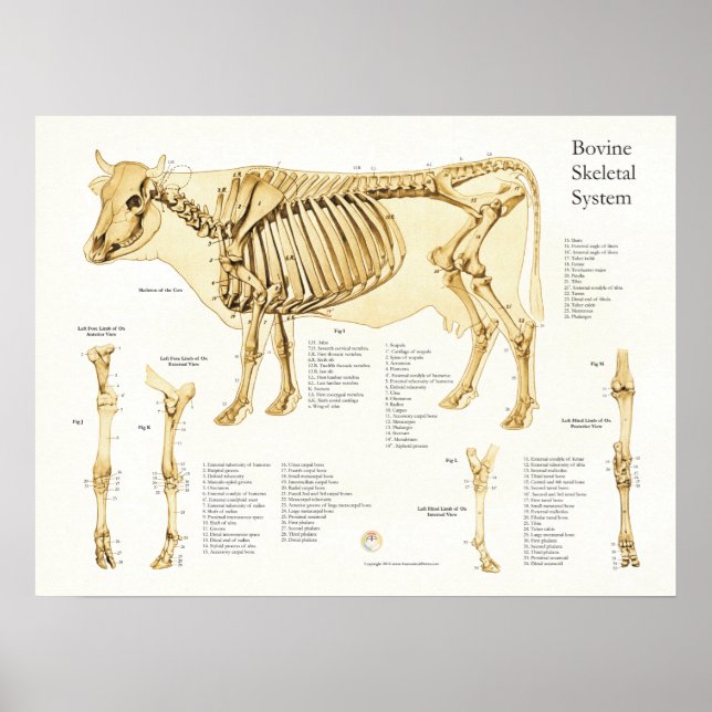 Poster de l'anatomie squelettique de la vache Bovi (Devant)
