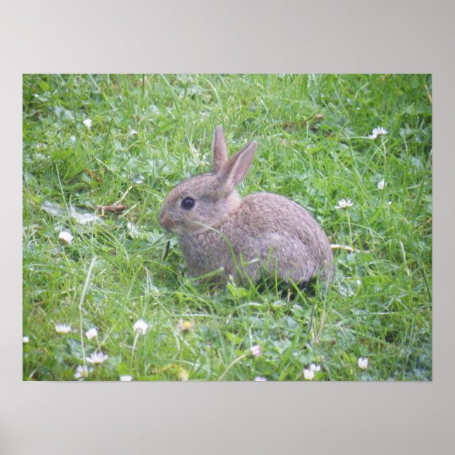 Poster de lapin bébé (Devant)