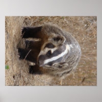 Poster de l'approche Badger