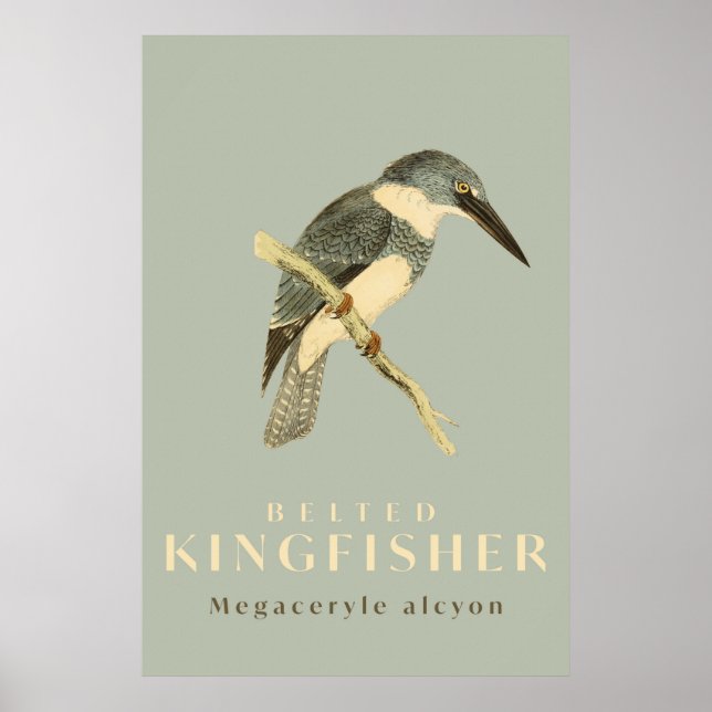 Poster de l'aquarelle vintage Kingfisher (Devant)