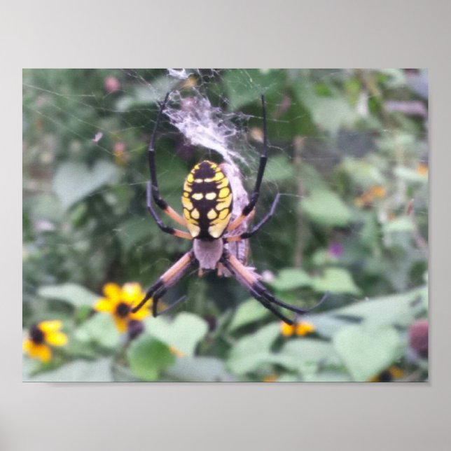 Poster de l'araignée de Jardin Noir et Jaune (Devant)
