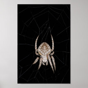 Poster de l'araignée orbitèle