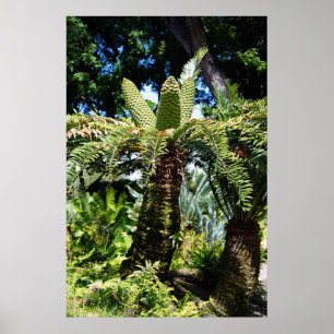 Poster de l'arbre Hawaii