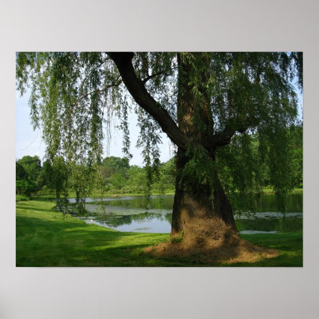 Poster de l'arbre solitaire (Devant)