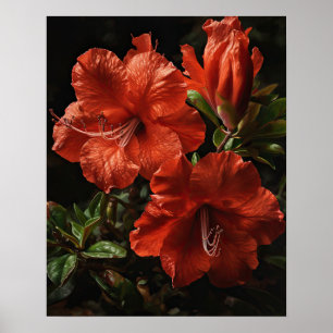 Poster de l'art des fleurs d'Azalea rouge