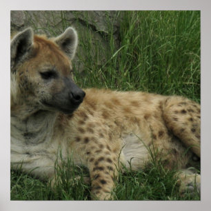 Poster de Laughing Hyenas