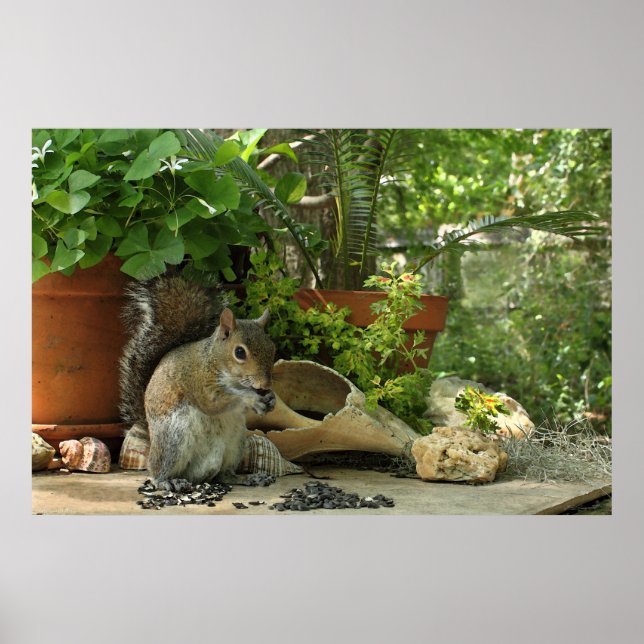 Poster de l'écureuil -36x24 -autres tailles aussi (Devant)