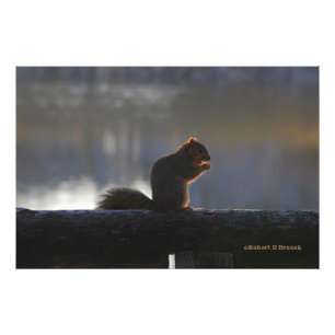 Poster de l'écureuil Kansas Fox Tail/Photo agrandi