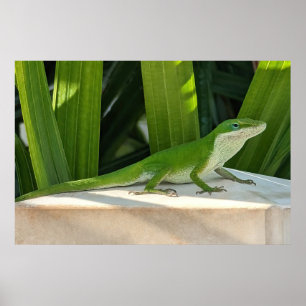 Poster de lézard vert