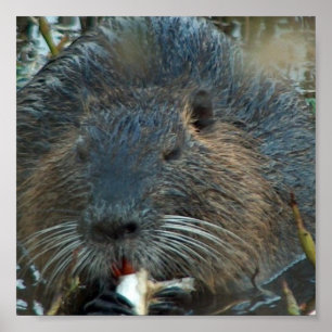 Poster de l'habitat du castor