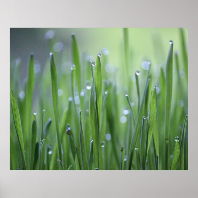 Poster de l'herbe avec droplets à mâcher (Devant)