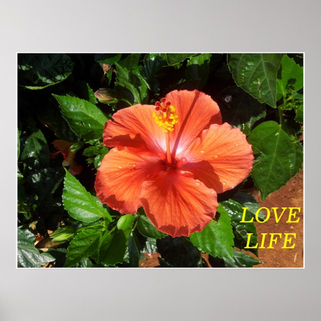 Poster de l'Hibiscus d'Orange (Devant)