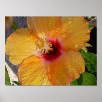 Poster de l'Hibiscus en fleurs