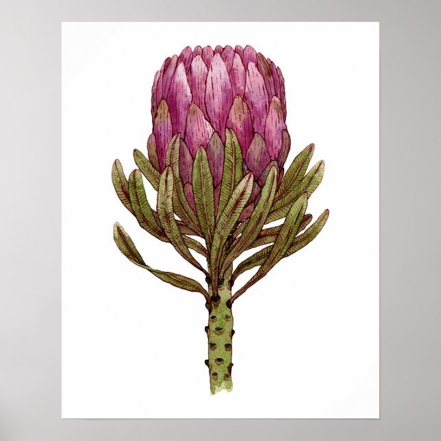 Poster de l'illustration Plante de la fleur d'aqua (Devant)