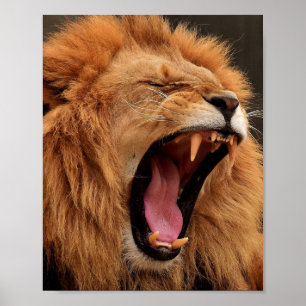 POSTER DE LION ROARING