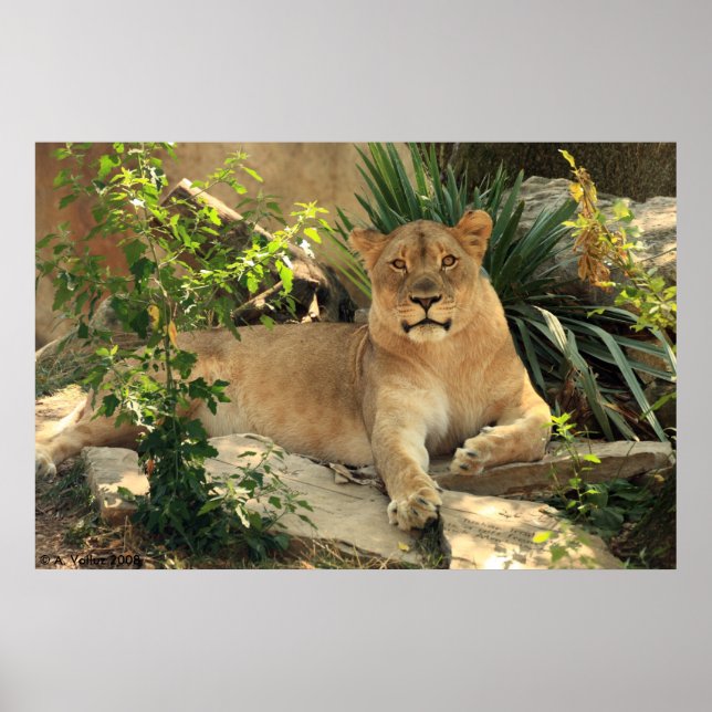 Poster de Lioness (Devant)