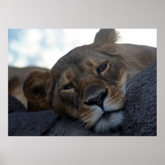 Poster de Lioness