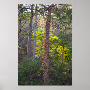 Poster de l'ivoire rouge sur l'arbre