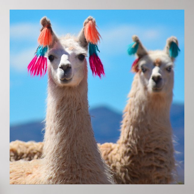 Poster de Llama (Devant)
