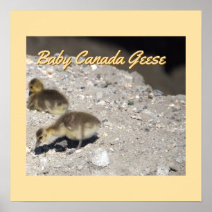 Poster de l'Oie du Canada pour bébés