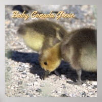 Poster de l'Oie du Canada pour bébés