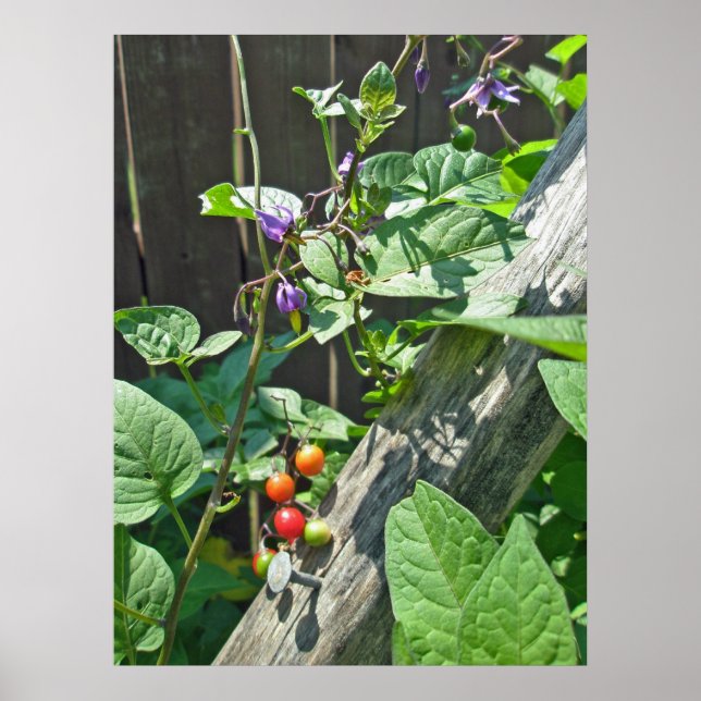 Poster de l'ombre douce-amère (Solanum dulcamara) (Devant)