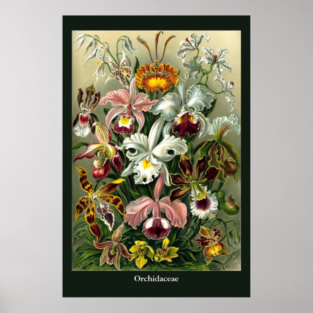 Poster de l'Orchidaceae d'Ernst Haeckel (Devant)