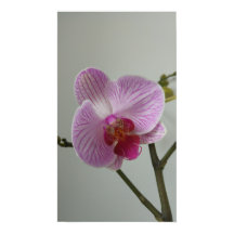 Poster de l'orchidée