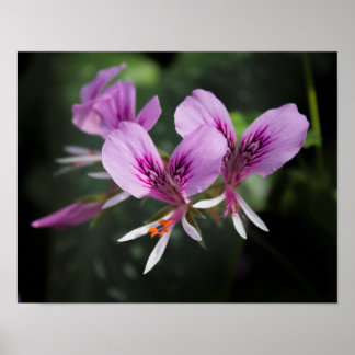 Poster de l'orchidée