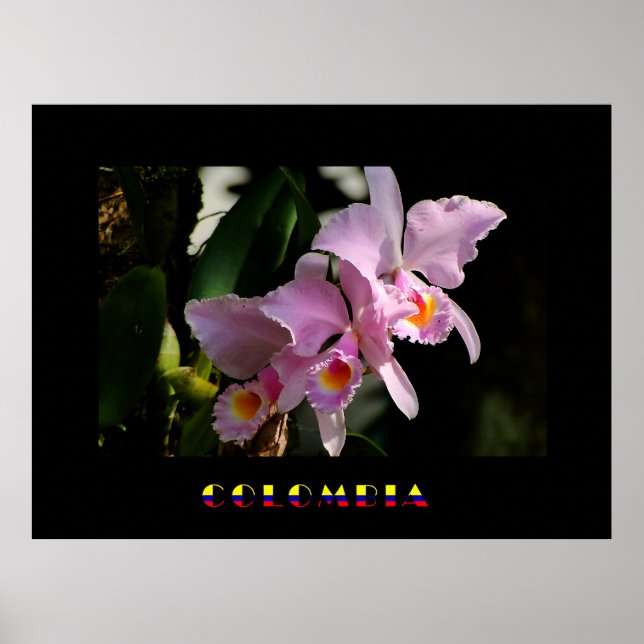 Poster de l'orchidée de Cattleya (Devant)