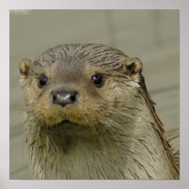 Poster de l'Otter de la rivière Giant (Devant)