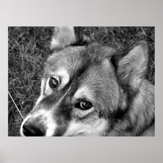 Poster de loup (noir et blanc) (Devant)