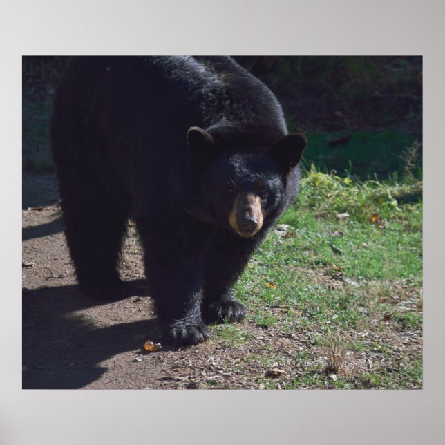 Poster de l'ours noir (Devant)