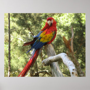Poster de Macaw Parrot