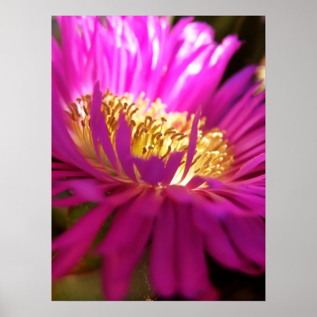 Poster de macro de fleurs de la nature rapprochée (Devant)