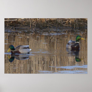 Poster de Mallard Ducks