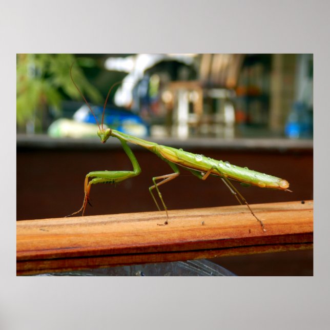 Poster de Mantis (Devant)