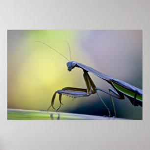 Poster de Mantis