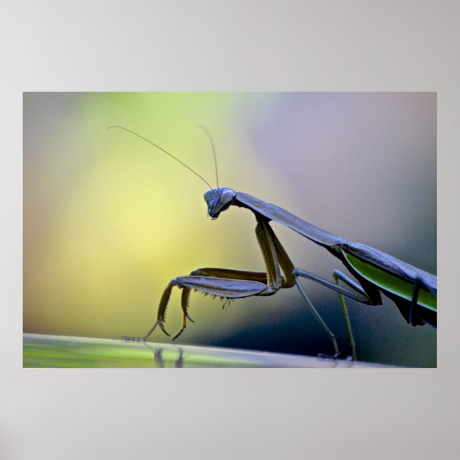 Poster de Mantis (Devant)